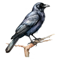 Watercolor illustration of a crow perched on a branch png