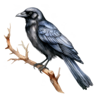 Black Raven Perched on a Branch with Watercolor Detail png