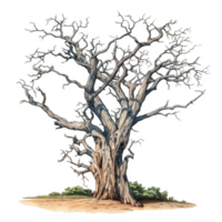 A weathered, gnarled tree with intertwined branches and a thick trunk, standing against a white background. png