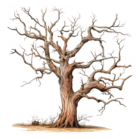 A lone, gnarled tree with intricate branches stands against a white backdrop. png