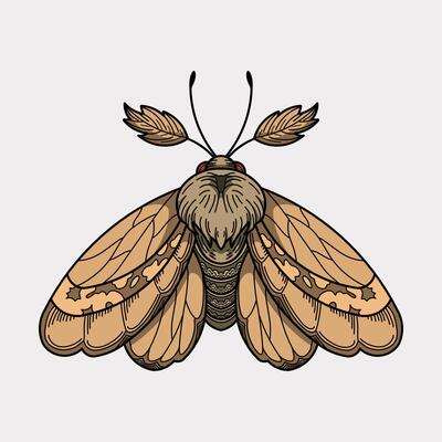 Butterfly moth colorful handmade illustration artwork