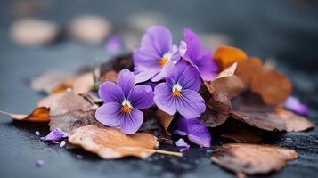 Violets resting on autumn leaves in a serene natural setting during a quiet afternoon photo