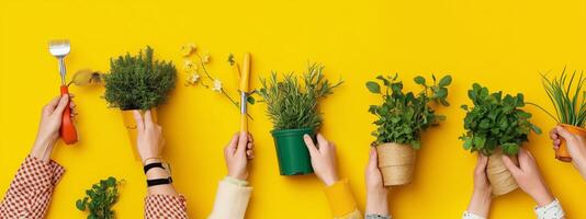 Hands tending to various potted plants against a vibrant yellow backdrop during a gardening activity photo