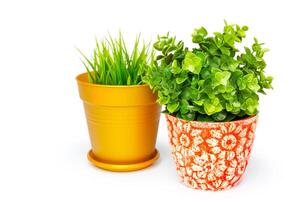 Potted house plant isolated in white background photo