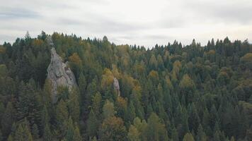 Impressive drone shot of the mountain hills in forest. Autumn. Aerial view video