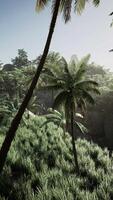 Verdant Forest Teeming With Trees video