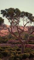Tree Standing in Field With Background Mountains video