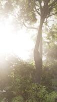 Sunlight Filtering Through Misty Forest at Dawn video