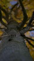 The Majestic View of a Tree Trunk Standing Proudly Against a Backdrop of Autumn Leaves video