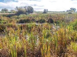Autumn sunlight on a wetland habitat with bulrushes photo