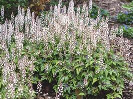 Tiarella Candy Stripe flowering in a garden photo