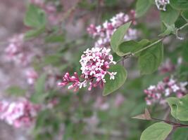 Pink flowers on a dwarf Korean lilac tree photo