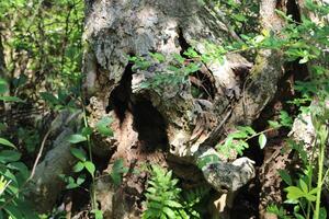Nature Photography Of A Tree Stump With Ferns Growing On The Bark. photo