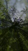 Sunlight Gently Filtering Through Lush Green Leaves in a Serene Forest Environment video