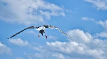 Seagull flying in the sky. White clouds in the background. Bird from the coast. photo