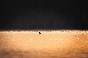 A miniature silhouette of a magnificent grebe bird in the glittering waters of a lake photo