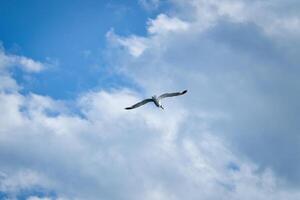 Seagull flying in the sky. White clouds in the background. Bird from the coast. photo
