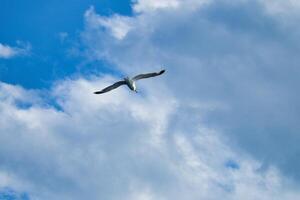 Seagull flying in the sky. White clouds in the background. Bird from the coast. photo