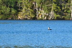 Great Diver bird in a Swedish lake, in front of trees on the shore. Wild nature photo