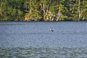 Great Diver bird in a Swedish lake, in front of trees on the shore. Wild nature photo