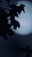 The Moonlit Leaves Form a Beautiful Silhouette Against the Night Sky, Creating an Artistic Scene video