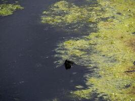 Turtle Trachemys scripta on pond photo