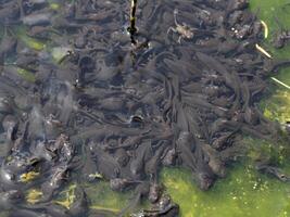 flock of frog tadpoles on the surface at the edge of the pond photo