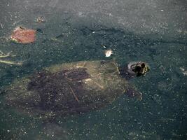 Turtle Trachemys scripta on pond photo