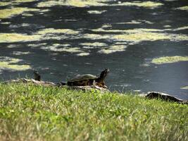 Turtle Trachemys scripta on pond photo