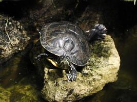 Turtle Trachemys scripta on pond photo