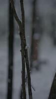 A Serene Winter Scene with Gentle Snowfall Occurring in a Beautiful, Quiet Forest Area video
