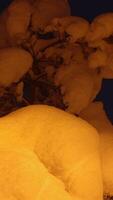 A Beautiful SnowCovered Tree at Night Enhanced with Warm and Inviting Lighting Effects video