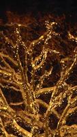 An Enchanting Winter Tree adorned with Twinkling Lights that create a magical atmosphere video