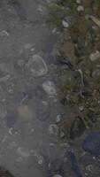 Beneath the surface, stones and shells rest in clear water, showing beauty and tranquility video