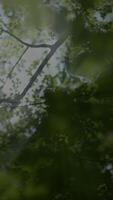 A Beautiful Serene Green Forest Canopy with Gentle Sunlight Filtering Through Leaves video