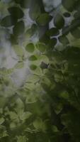 Sunlight Streaming Through Lush Green Leaves in a Peaceful and Serene Forest Setting video