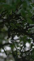 Lush and Vibrant Green Foliage interspersed with Twisting Branches illuminated by Natural Light video