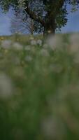 A Beautiful Abstract Green Background Texture Ideal for Various Nature Themes and Designs video