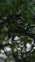 The Intricate Green Foliage and Twisting Branches can be found throughout Nature around us video