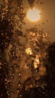 Golden Water Splash with Beautiful Sunlight Reflections Creating a Stunning Visual Effect video