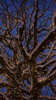A Beautiful Snowy Tree Wrapped in Twinkling Lights, Creating a Magical Winter Evening Atmosphere video