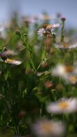 Soft Focus Wildflowers in Beautiful Bloom Creating a Stunning Display of Colors and Vibes video