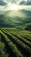 Sun shining on lush green tea plantation on rolling hills photo