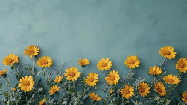 Yellow daisies forming a bottom border on a turquoise background photo