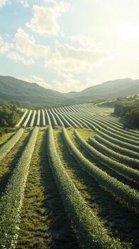Rows of grapevines growing in a vineyard on a hillside photo