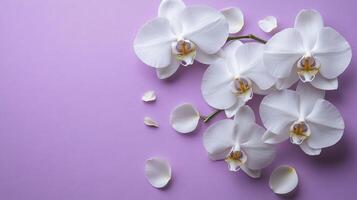 Arrangement of white orchids lying on a purple background photo