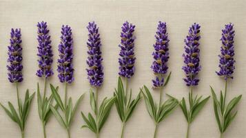 Lavender sprigs forming a line on linen fabric photo