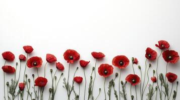 Red poppies forming a line on a white background photo