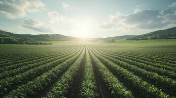 Sun shining on a vast field of crops growing in rows photo