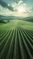 Sun shining over a vast field of crops in tuscany photo